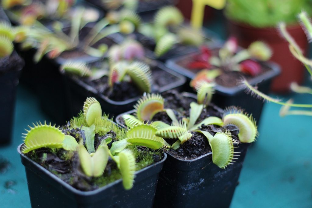 How to Take Care of Indoor Plants When on Vacation