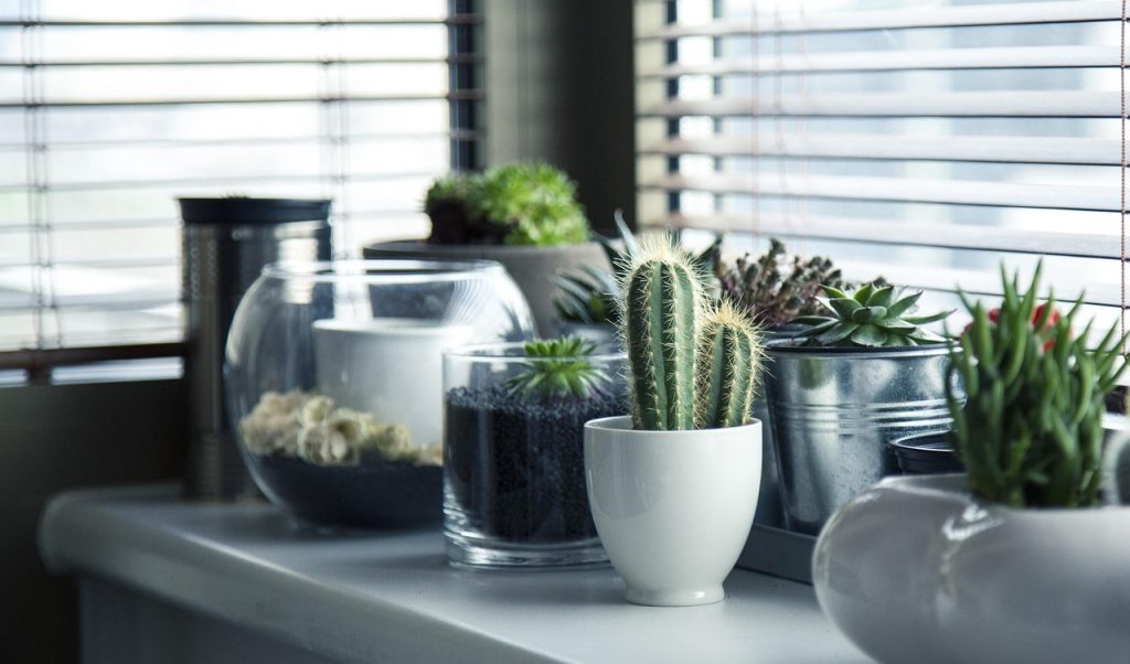 Indoor Plants That Don’t Need a Lot of Light