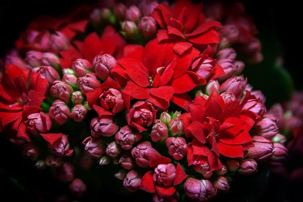 Kalanchoe Plant Care