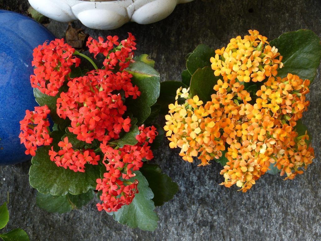 Kalanchoe Plant Care Indoors