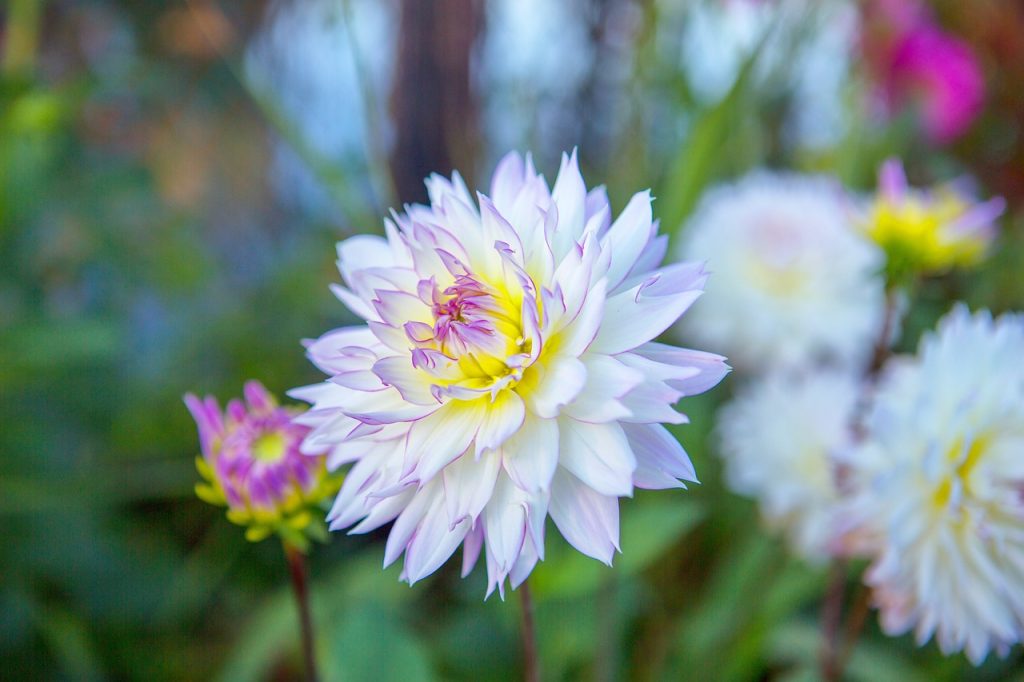 Keep Mums Indoors or Outdoors