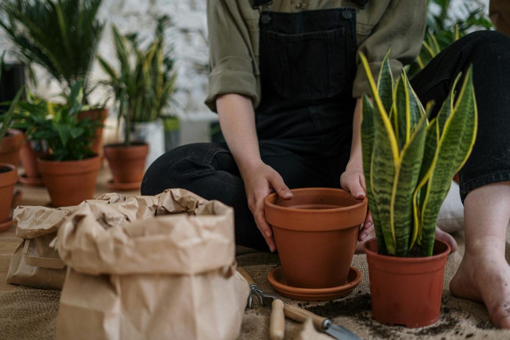 Large Snake Plant