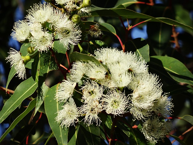 Lemon Eucalyptus Plant