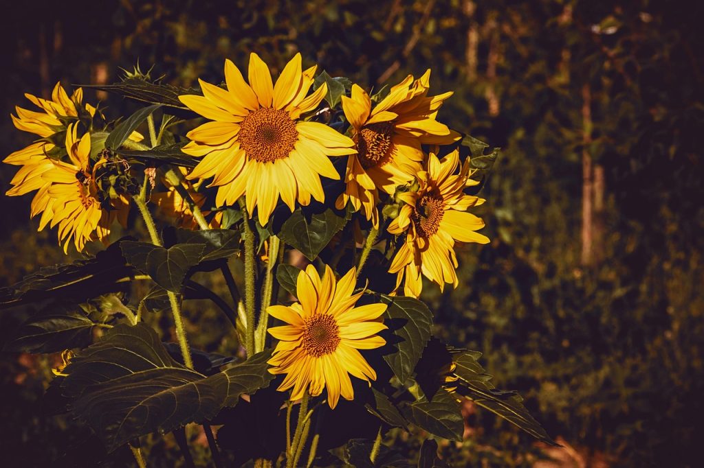 Majestic Sunflower