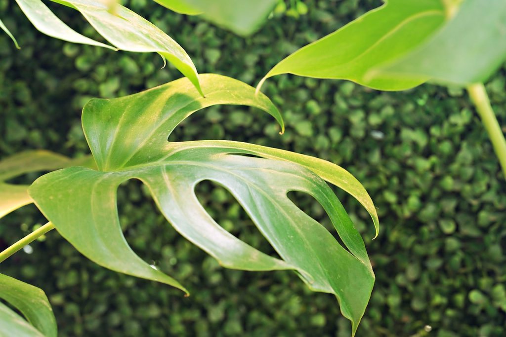 Monstera Plant