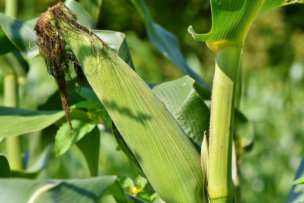 Outdoor Corn Plant Care