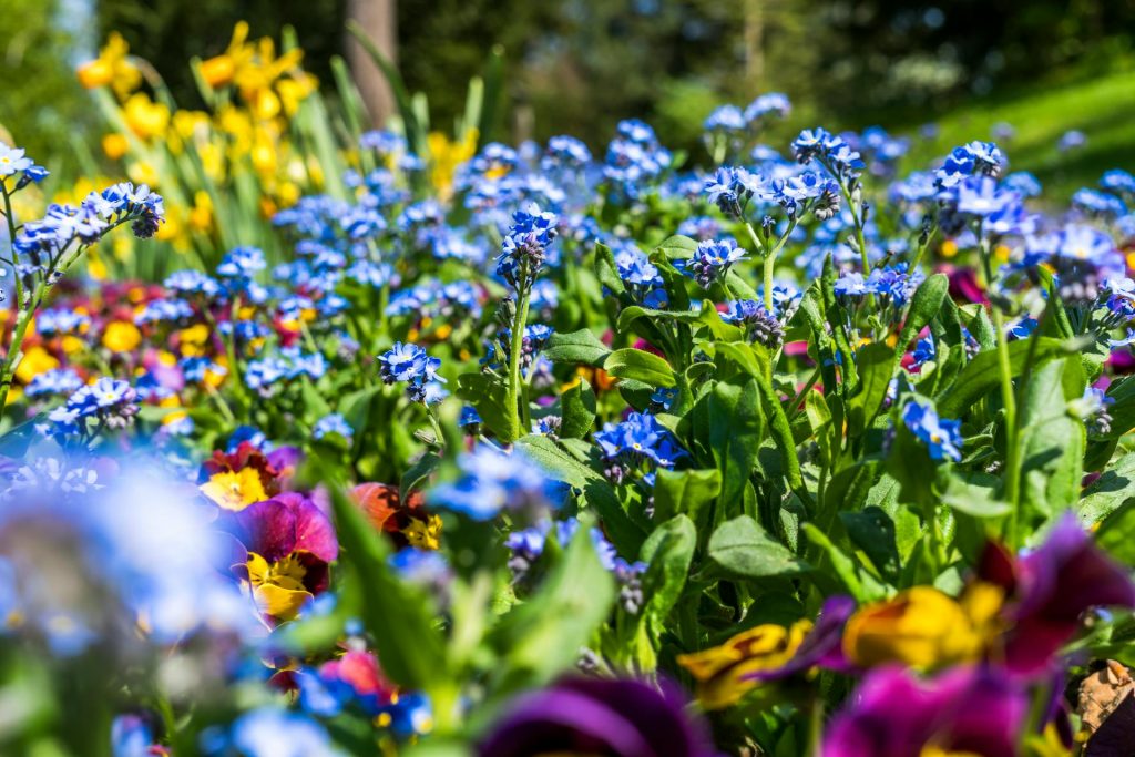 Pansies