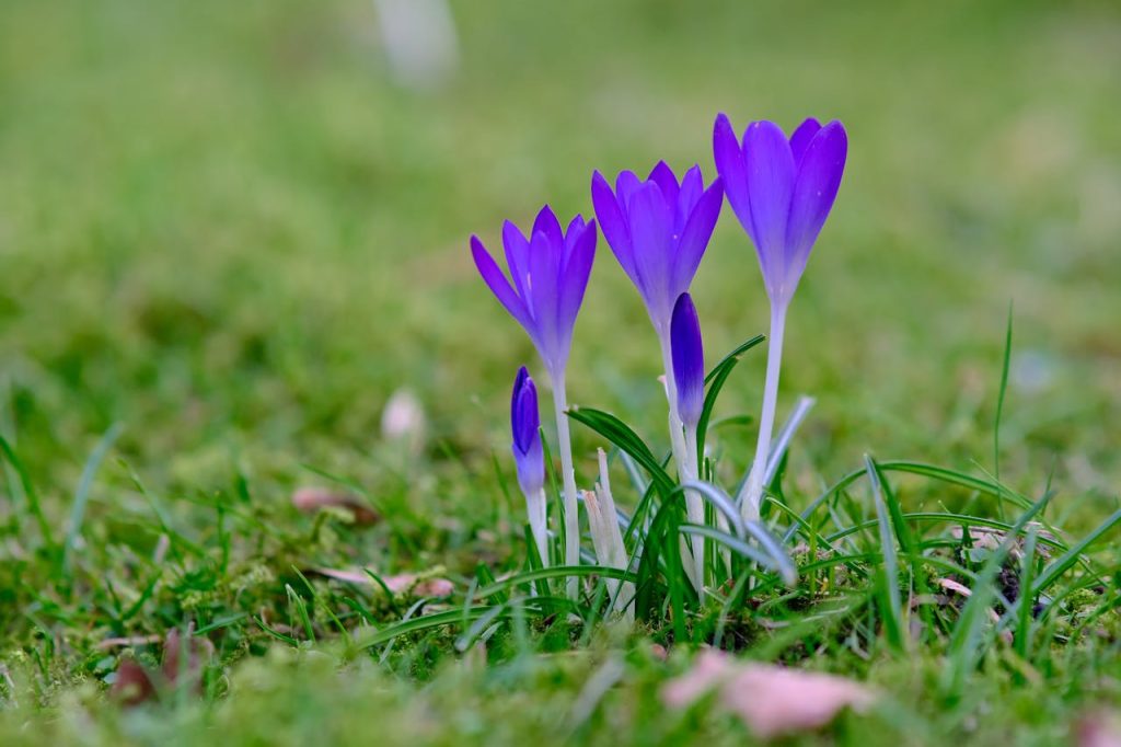 Pansies guide