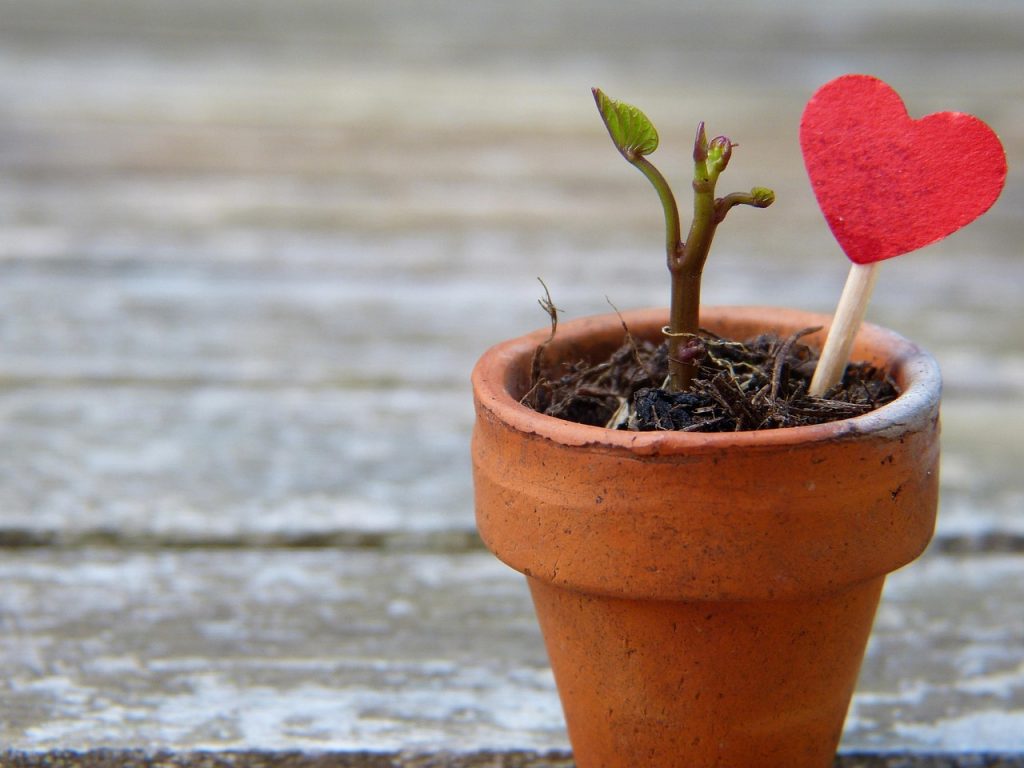 Plants That Require ZERO Effort