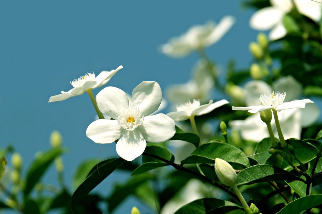 Propagation of Jasmine