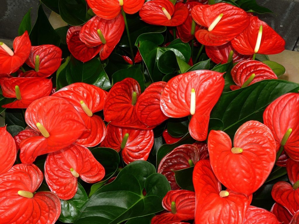 Red Anthurium