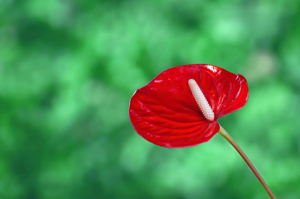 Red Anthurium Plant Care