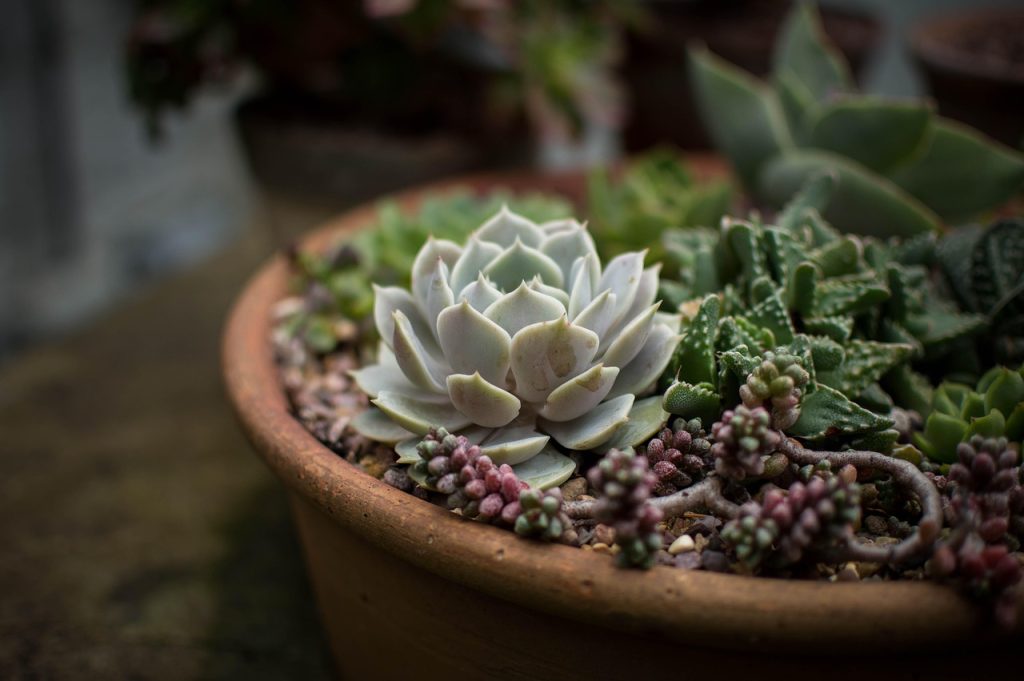 Seasonal Plant Care