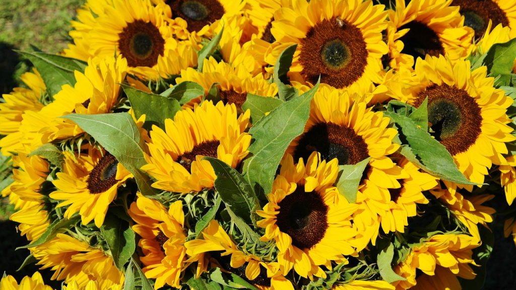 Sunflowers Growth