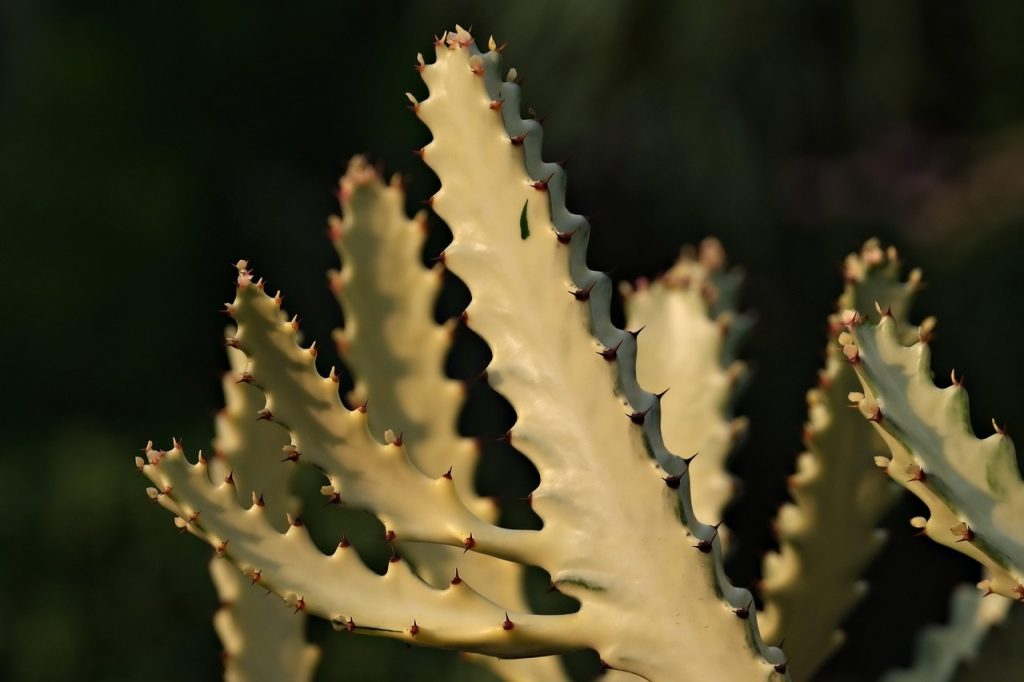 Types of Mezcal
