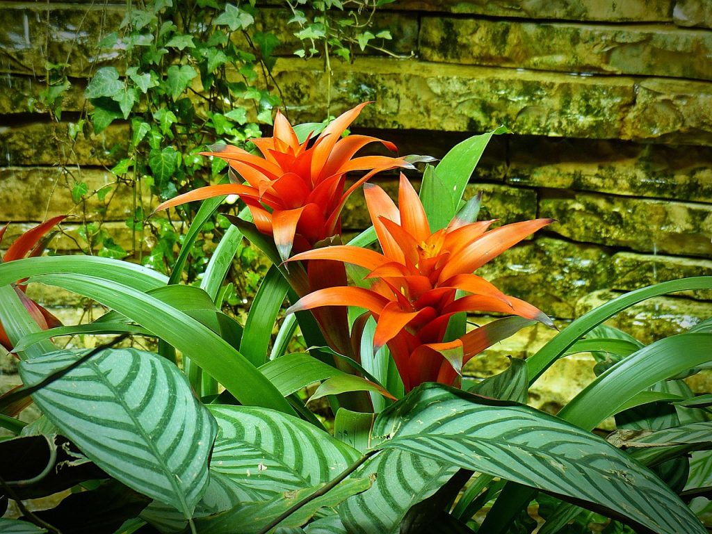 Uses of Bromeliads