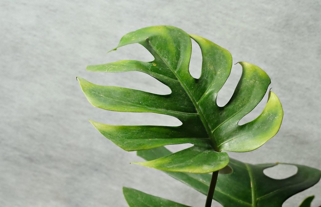 Uses of the Monstera