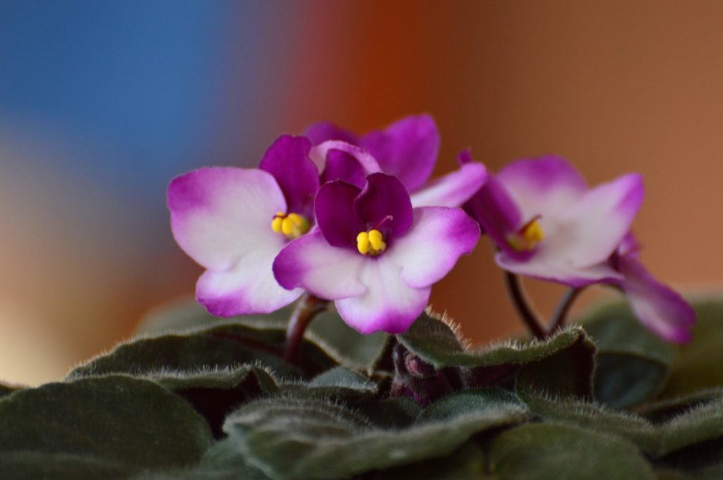 Violet Care Basics