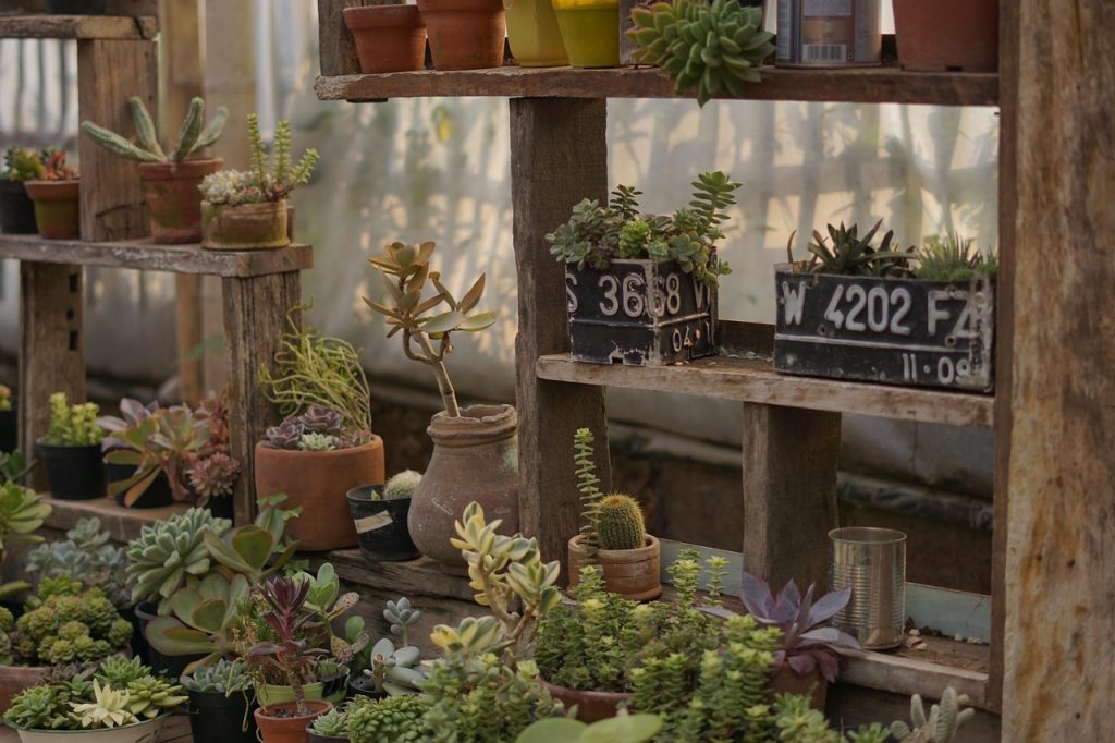 Winter on Indoor Plants