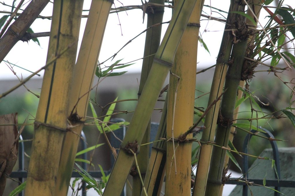 Woody Plants