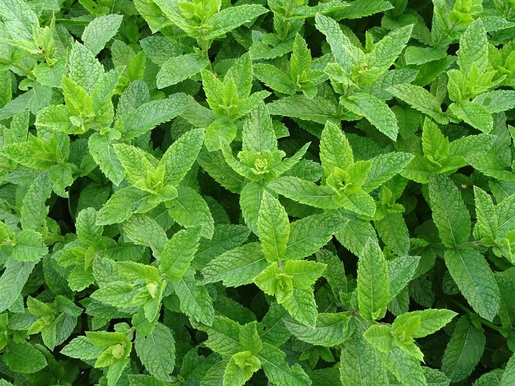 World of Mint