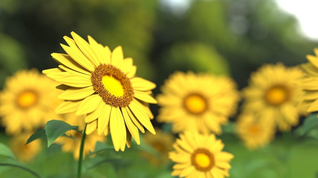 World of Sunflowers
