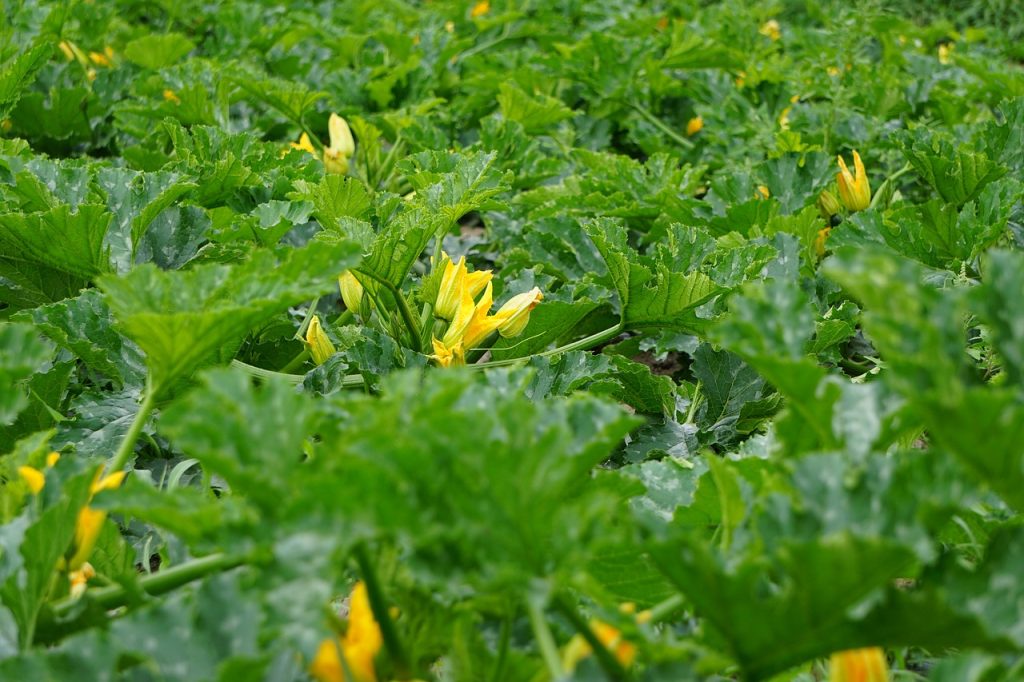 Zucchini Plant Care
