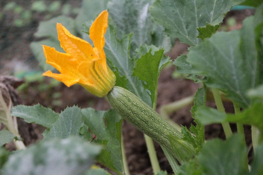 Zucchini care