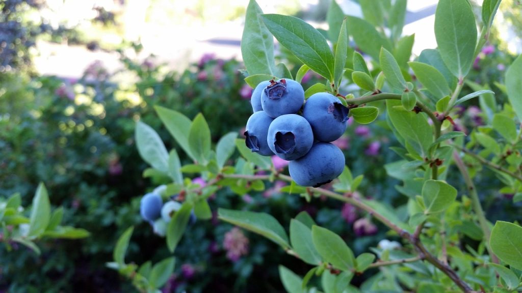 blueberry