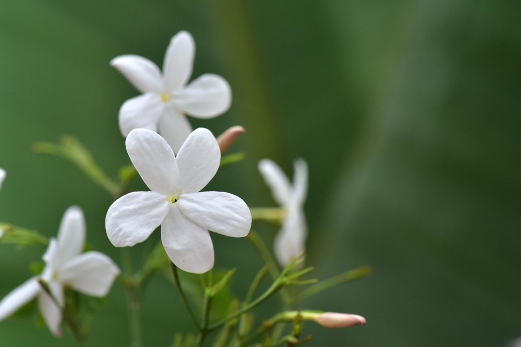 care of Jasmine