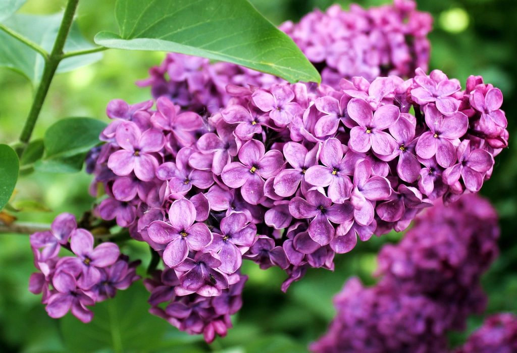lilacs