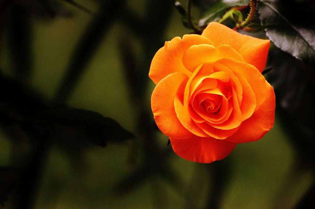 winter care for roses