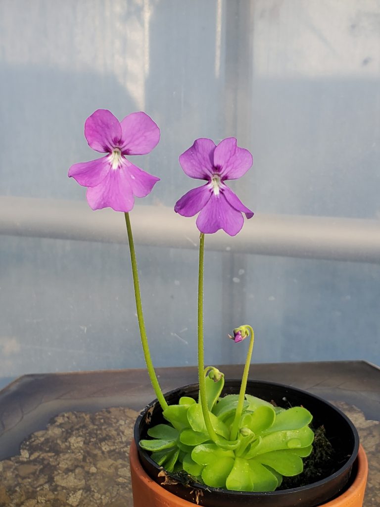 Mexican butterwort plant flowering indoors
