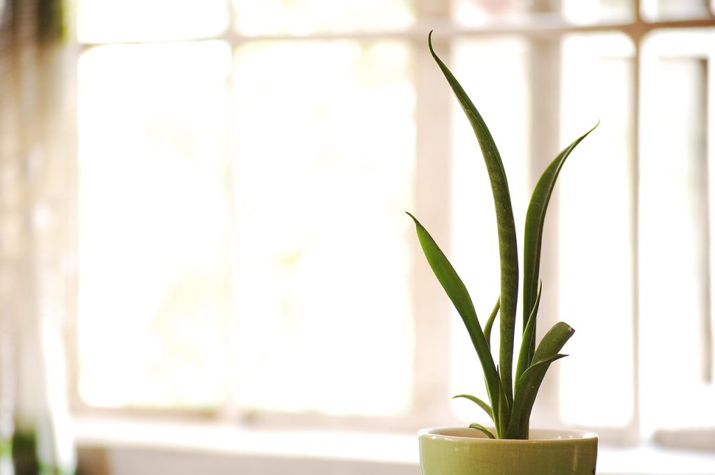 Advantages of Asexual Propagation