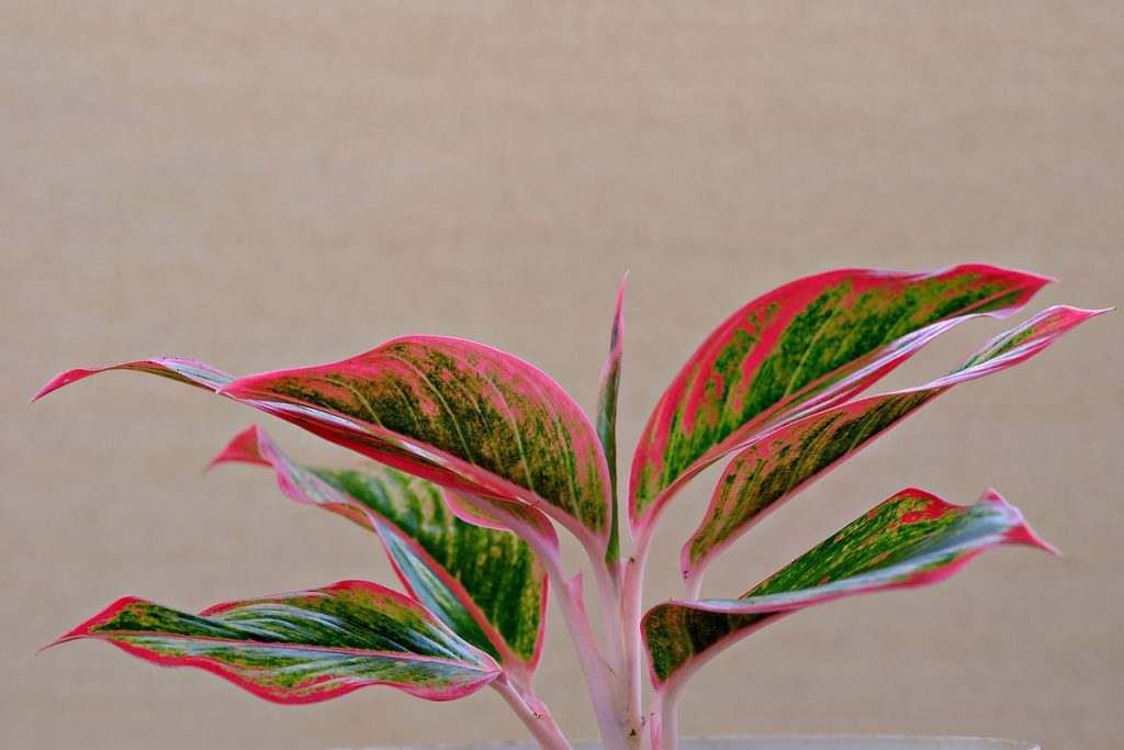 Aglaonema Plant