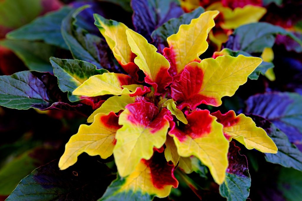 Aglaonema Plant Care Tips