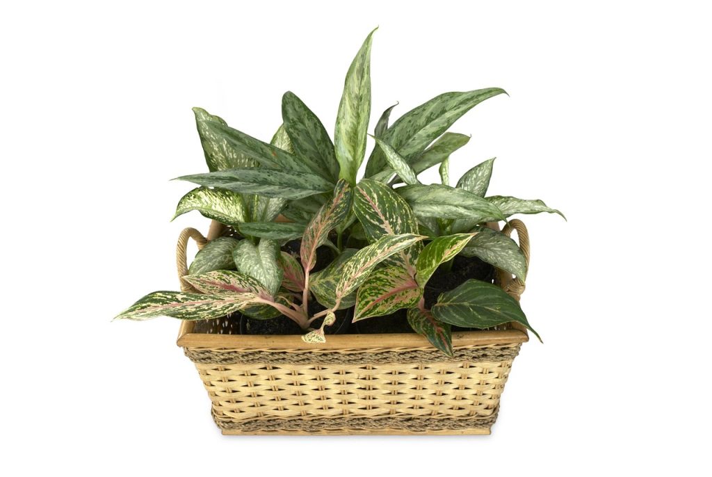 Aglaonema Plant guide