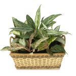Aglaonema Plant guide