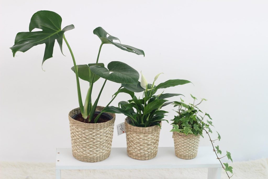 Air Purifying Plants