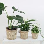Air Purifying Plants