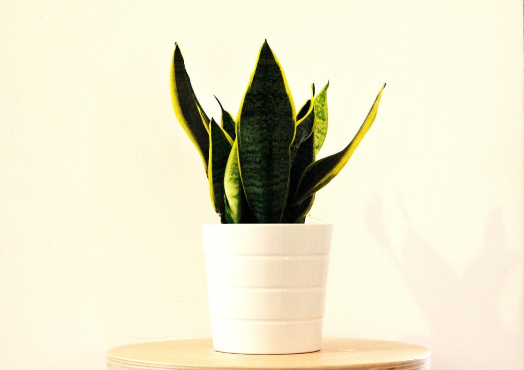 Asexual Propagation