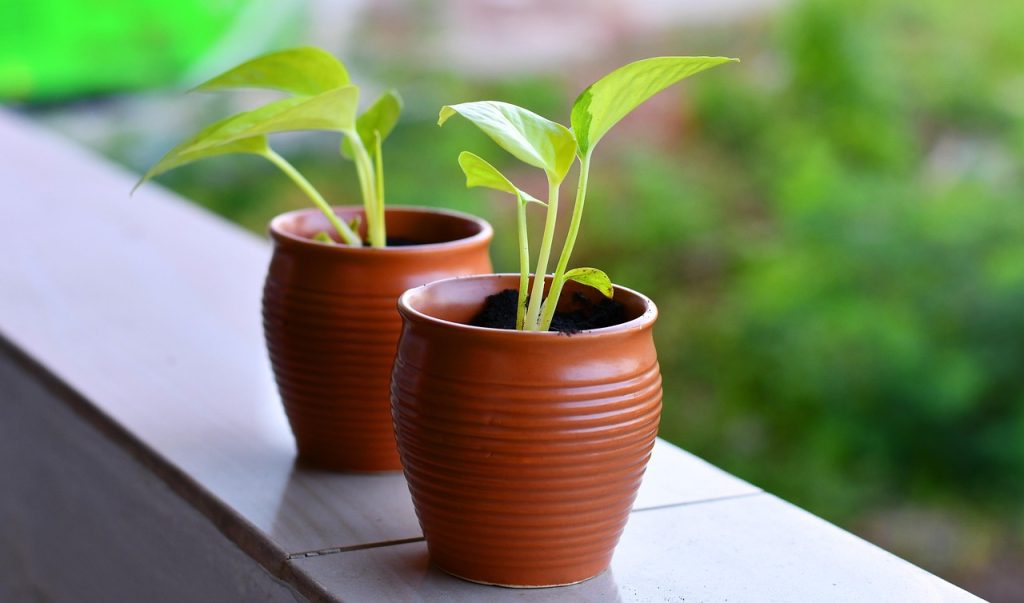 Balcony Garden Care Tips