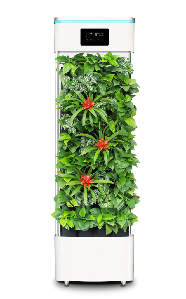 Best Air Purifying Plants