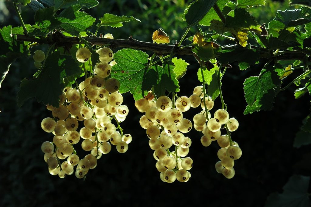 Care for Perennial Plants