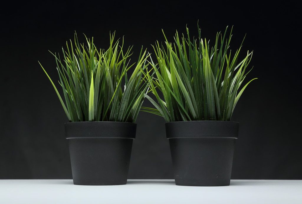 Chlorophytum comosum
