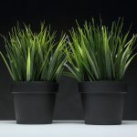 Chlorophytum comosum