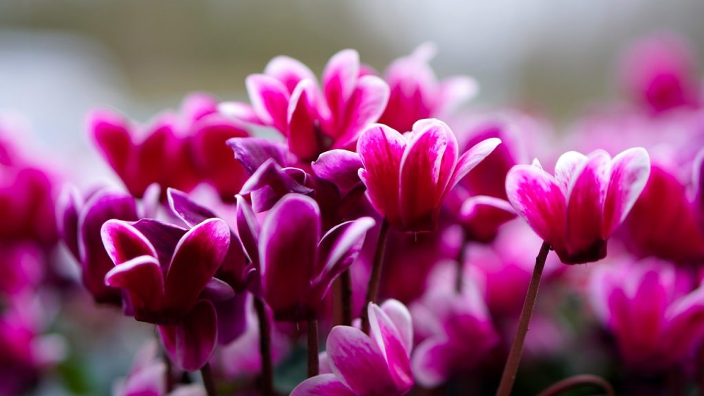 Cyclamen Plants