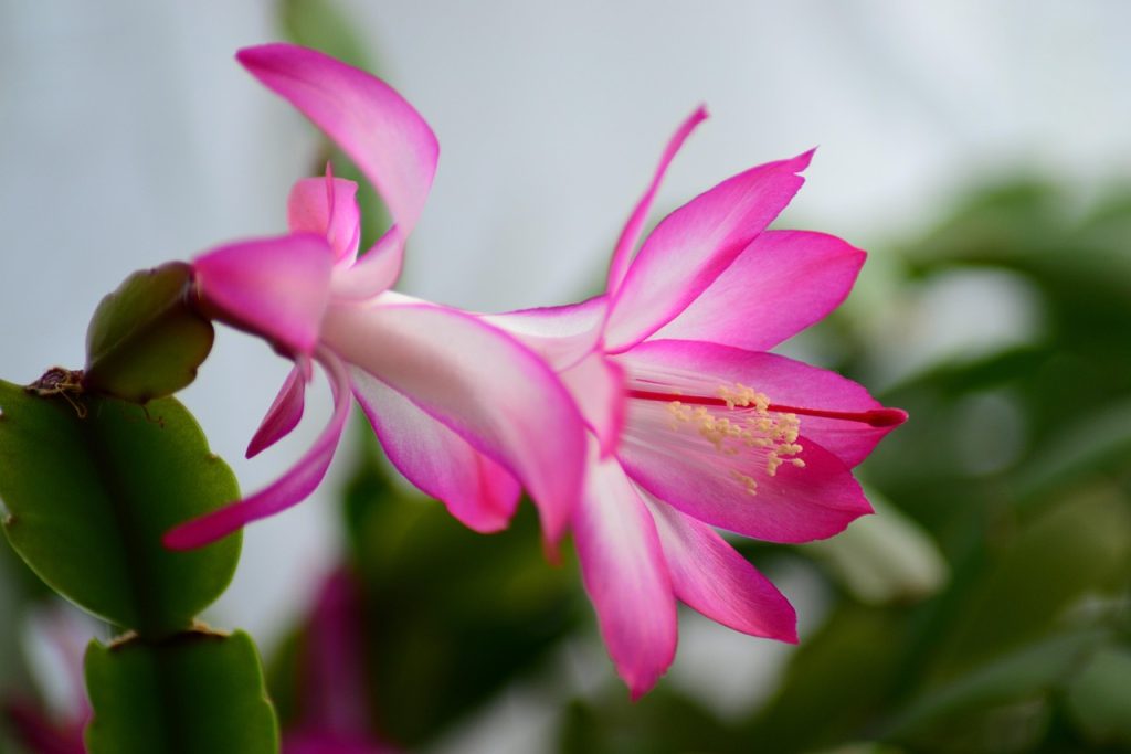 Drought Tolerant Plants