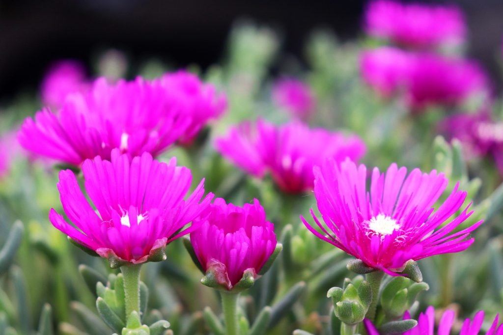 Drought Tolerant Plants 2025