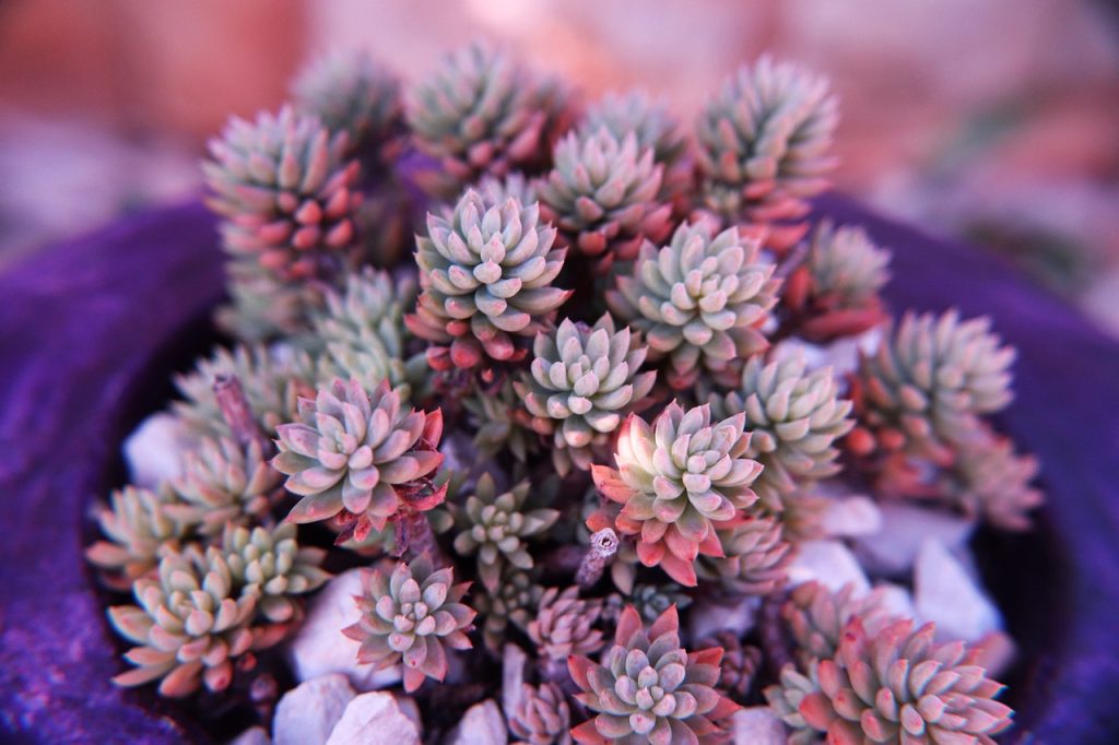 Drought Tolerant Plants Safe for Cats